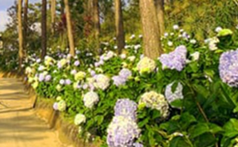 高层住宅花园房屋买卖合同书