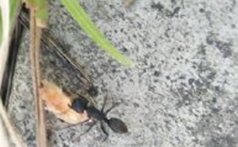 蚂蚁之感悟作文