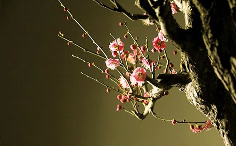 梅花感悟人生哲理作文范文(精选46篇)