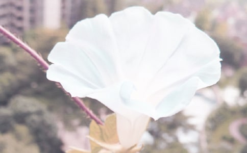 牵牛花的感悟作文(通用128篇)