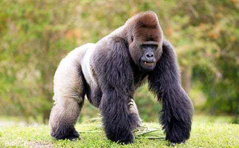 ������Ի�������������ɿ�ͼ����