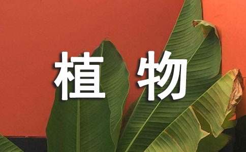 植物学野外实习报告