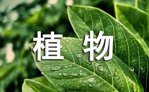 植物长期租赁合同