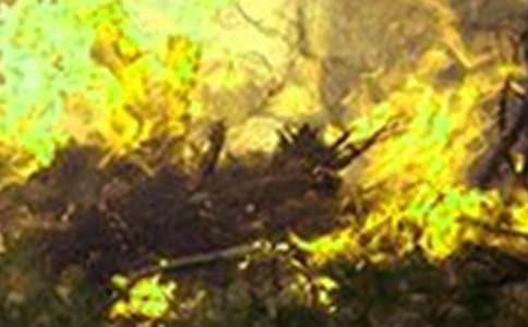 �����¹��ĵ����(15ƪ)