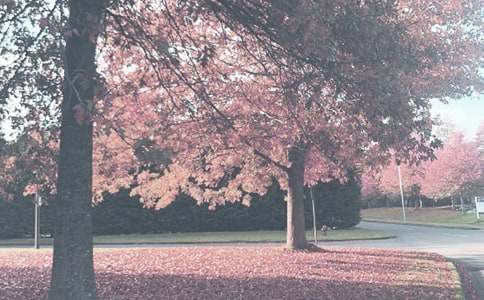 �＾˼�����ĵ���ᣨͨ��11ƪ��