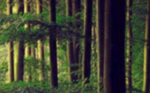 ɭ�ַ����ŵ��