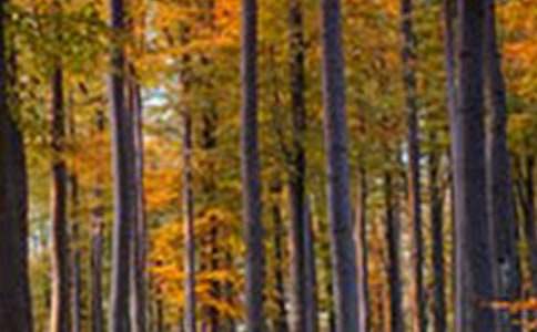 ɭ�ֲ�ԭ�������ܽ�15ƪ