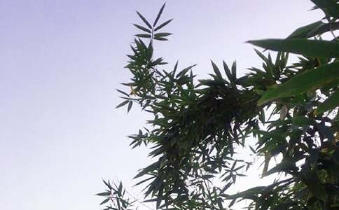 2026����ů���簲QQ�ʺ�������93��