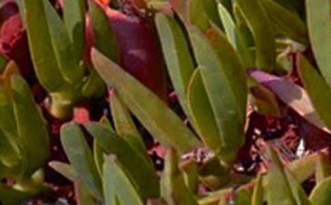 2026����ů���簲�ʺ��Ｏ��95��