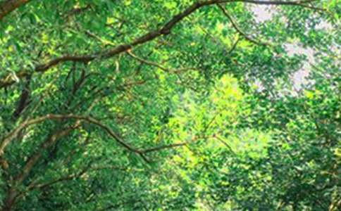 ���ر���ף��������簲QQ�ʺ���41��