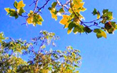 �����簲�ʺ������100��