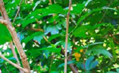 2026��ʵ�õ�����ϵ�簲΢���ʺ�����52��