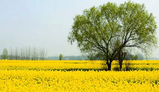 �༶���λ�ܽ�(15ƪ)